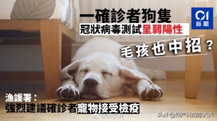 香港高清狗跑图片_香港高清狗跑图片解释