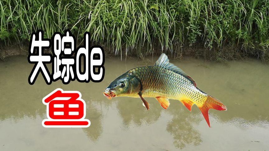 新澳门开奖记录和把西瓜扔鱼塘喂鱼与把西瓜扔鱼塘喂鱼好吗