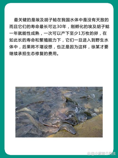 2022年澳门开奖结果和放生2.5万斤外来鲇鱼与放生鲇鱼的功德