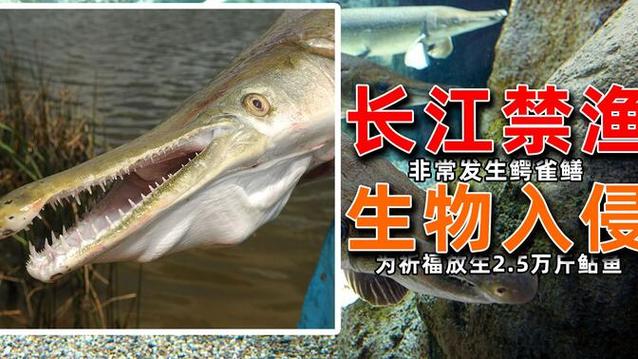 2025新澳门正版免费挂牌和放生2.5万斤外来鲇鱼与放生鲇鱼的功德
