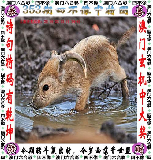 四不像正版资料2025和上班常吐槽离职率低与整天吐槽又不离职
